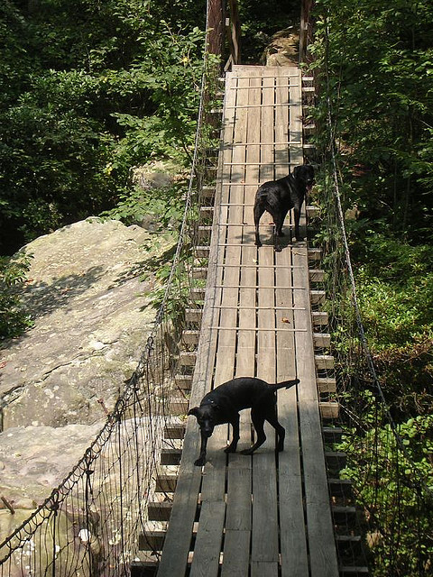Cumberland Trail : swinging bridge